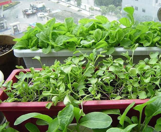 別墅田園生活什么鬼？陽臺上竟然還能種菜！